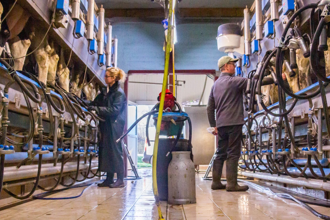 Des index adaptés en fonction de votre élevage. Grâce aux index personnalisés GHP, sélectionnez, pour chacune des femelles de votre troupeau, les taureaux dont les performances sont les plus adaptées à votre élevage.